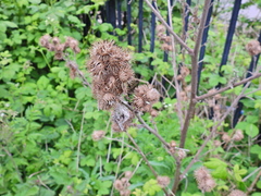 Arctium minus