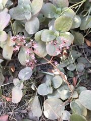 Crassula multicava multicava