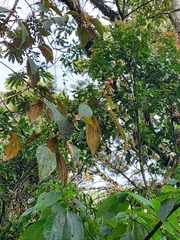 Miconia caudata