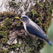 Sulphur-billed Nuthatch - Photo (c) stefanie_de_win, some rights reserved (CC BY-NC), uploaded by stefanie_de_win