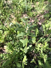 Buglossoides czernjajevii