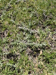Angiospermae