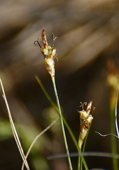 Carex filifolia