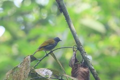 Rubigula cyaniventris