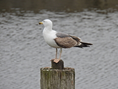 Larus marinus