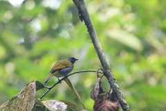 Rubigula cyaniventris
