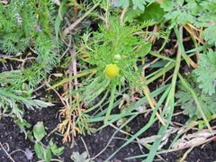 Matricaria discoidea