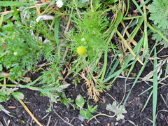 Matricaria discoidea