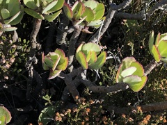 Othonna dentata