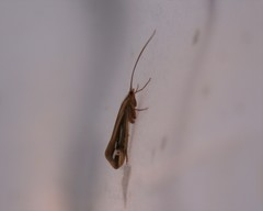 Limnephilus ornatus