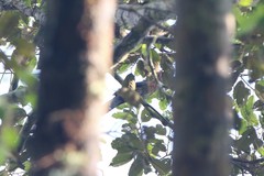 Zanclostomus javanicus