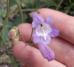 Penstemon dissectus