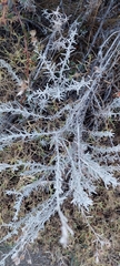Atriplex lampa