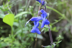 Salvia sagittata
