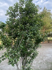 Ligustrum confusum