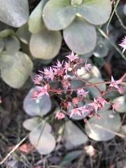 Crassula multicava multicava