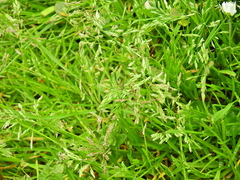 Poa annua
