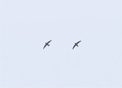 Hirundapus giganteus