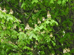 Aesculus hippocastanum
