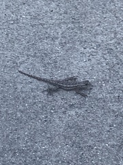 Sceloporus occidentalis