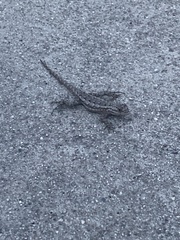 Sceloporus occidentalis