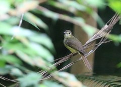 Tricholestes criniger