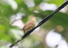 Tricholestes criniger