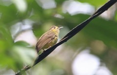 Tricholestes criniger