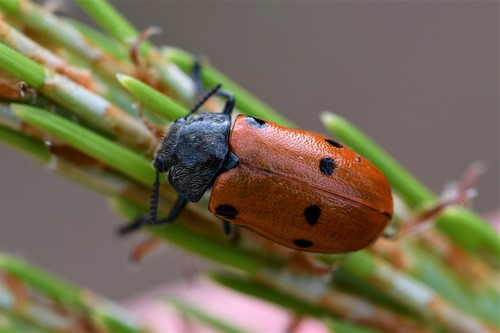 Lachnaia paradoxa