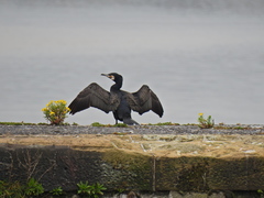 Phalacrocorax carbo
