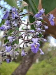 Vitex gaumeri
