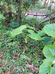 Philodendron roseocataphyllum