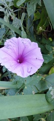 Ipomoea ficifolia