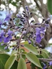 Vitex gaumeri