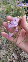 Penstemon dissectus