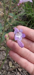 Penstemon dissectus