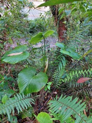 Philodendron roseocataphyllum