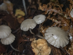 Roridomyces austrororidus
