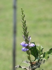 Acanthus ilicifolius