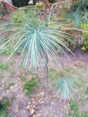 Pinus