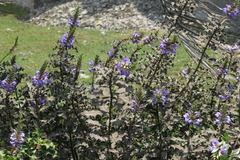 Acanthus ilicifolius