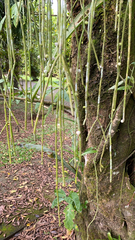 Rhipsalis baccifera