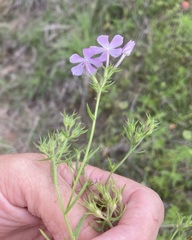 Phlox cuspidata