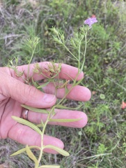 Phlox cuspidata
