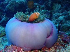 Amphiprion nigripes
