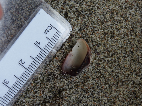 Lamarcka mutabilis