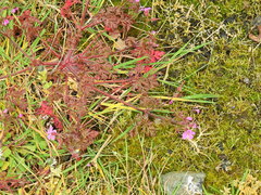 Calliergonella cuspidata