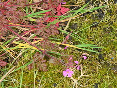 Calliergonella cuspidata