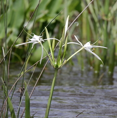 Hymenocallis choctawensis
