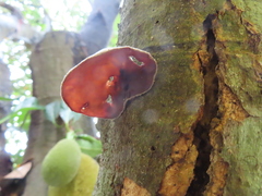 Auricularia heimuer